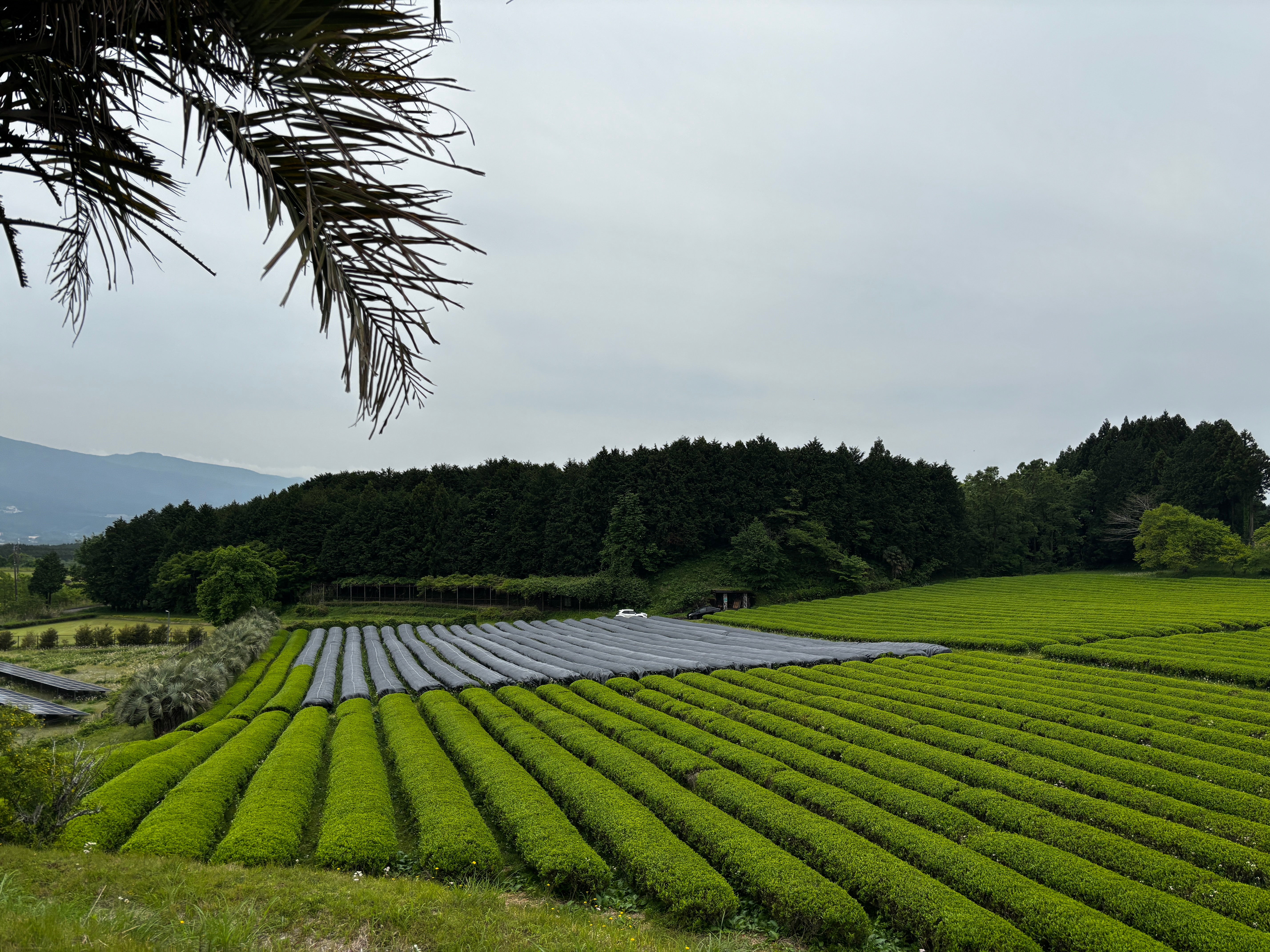 Our Matcha – Chit Chat Matcha